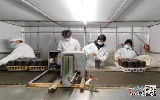 江西应用技术职业学院北菇南种团队创新猴头菇南植工厂化种植工艺